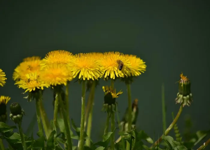 Szálloda Ai Dogi Pieve di Cadore